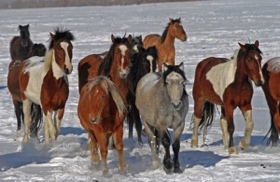 Running for Freedom - Our greeting committee.